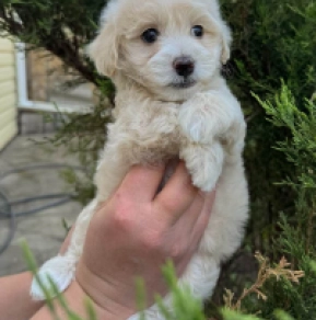 Maltipoo Welpe kaufen