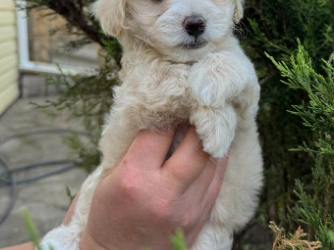 Maltipoo Welpe kaufen