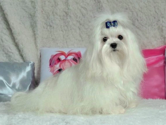 Maltipoo Welpe kaufen