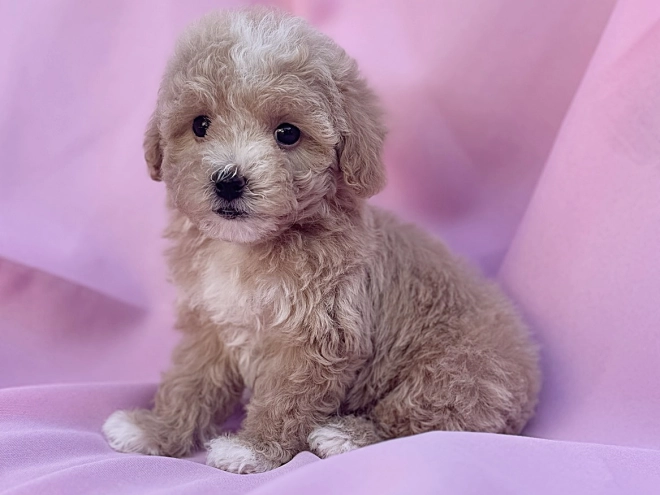 Maltipoo Welpe kaufen