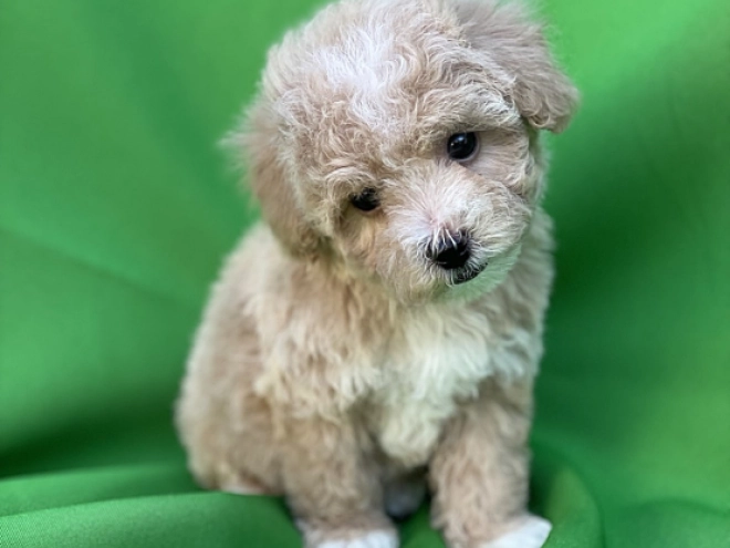 Maltipoo Welpe kaufen