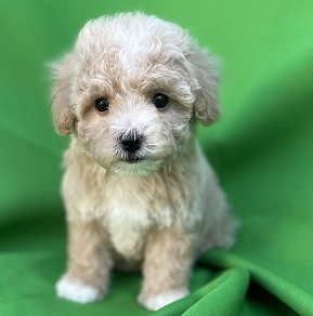 Perros Maltipoo en venta