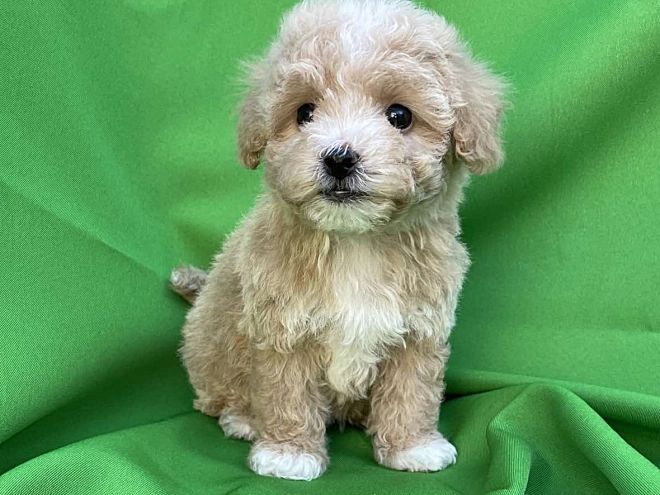 Maltipoo Welpe kaufen
