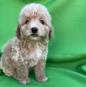 Perros Maltipoo en venta