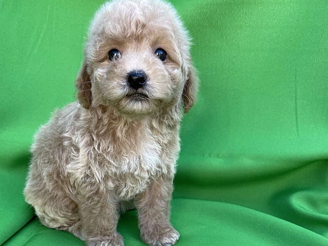 Perros Maltipoo en venta