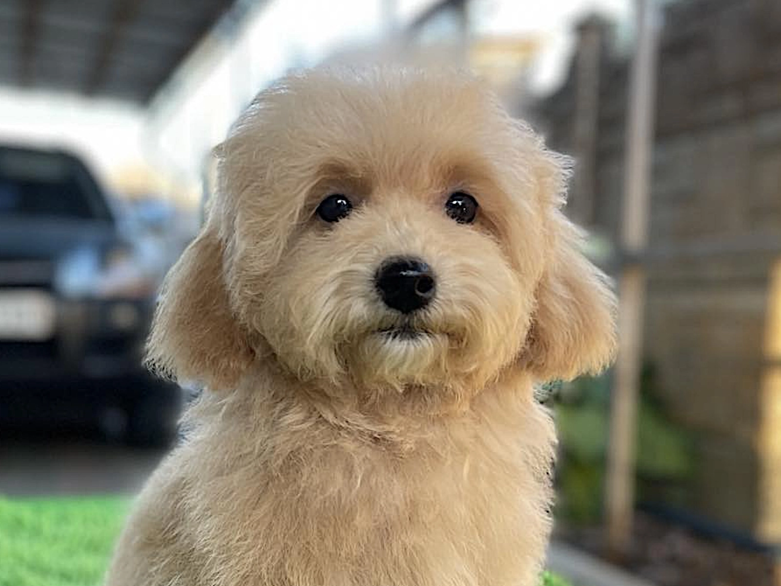 Golden Maltipoo Puppies Available Full Grown Brown Maltipoo Golden