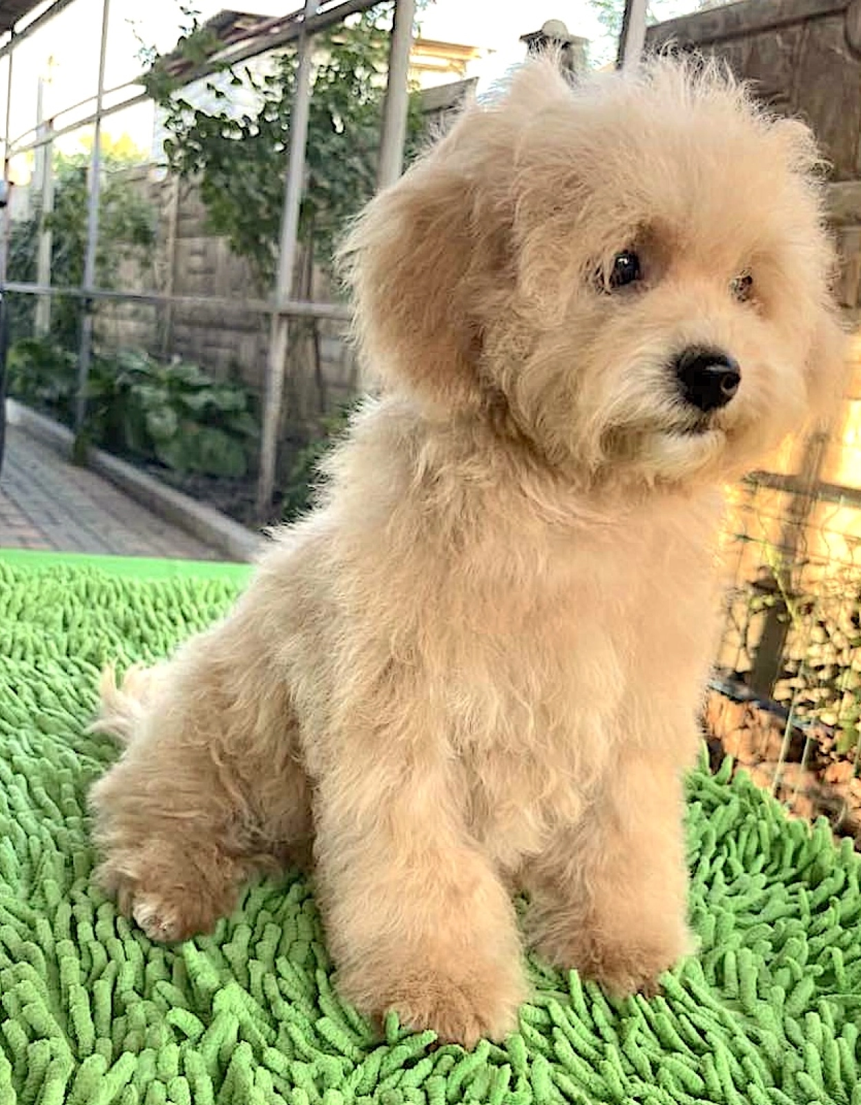 Poochon! Maltipoo Puppy for sale EuroPuppy