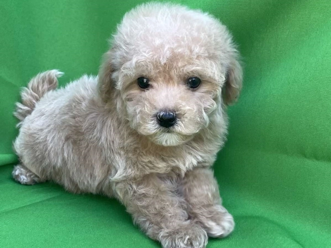 Perros Maltipoo en venta