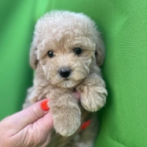 Callaway, golden Maltipoo en venta
