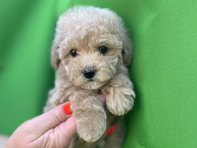 Perros Maltipoo en venta