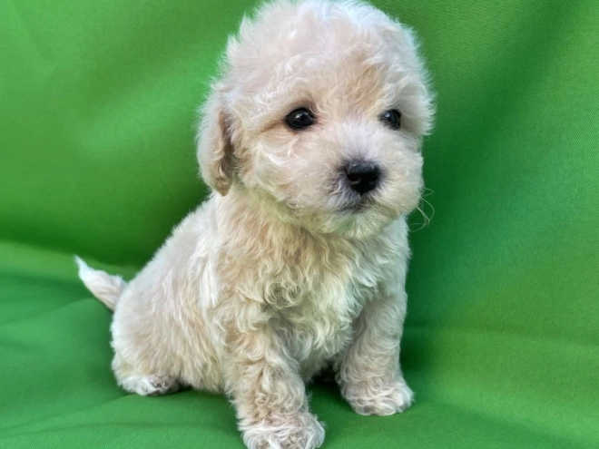 Maltipoo puppy for sale