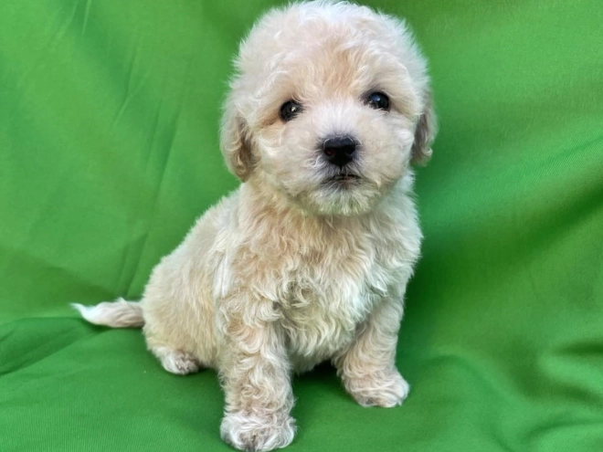 Maltipoo puppy for sale