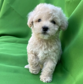 Maltipoo Welpe kaufen