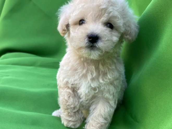 Maltipoo puppy for sale