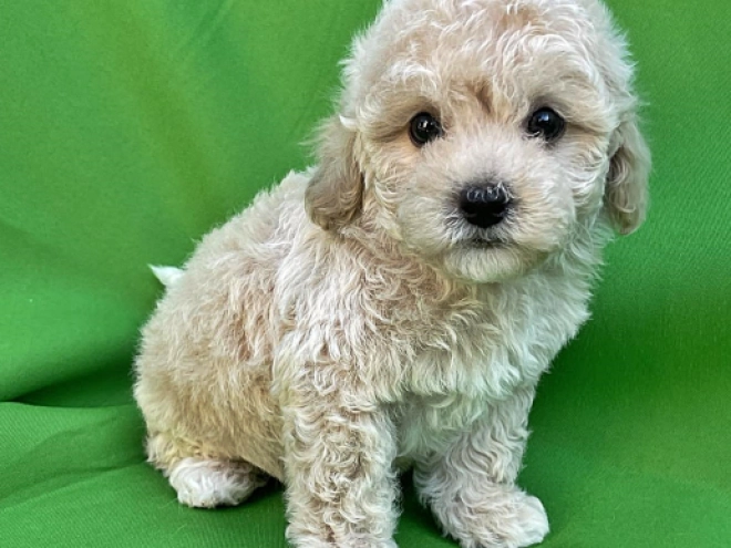 Maltipoo Welpe kaufen