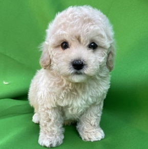 Perros Maltipoo en venta