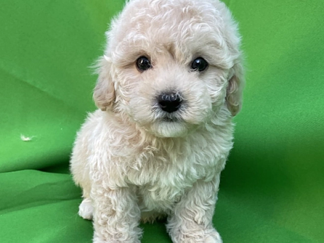 Maltipoo Welpe kaufen