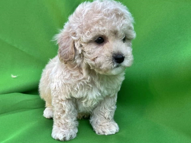 Maltipoo Welpe kaufen