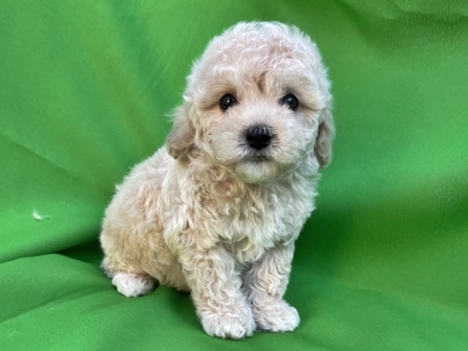 Maltipoo Welpe kaufen