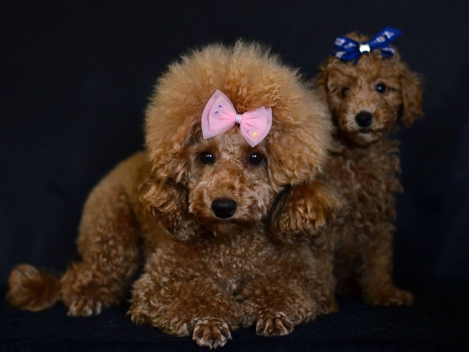 Perros Maltipoo en venta