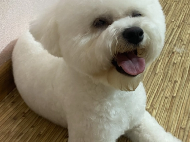 Perros Maltipoo en venta