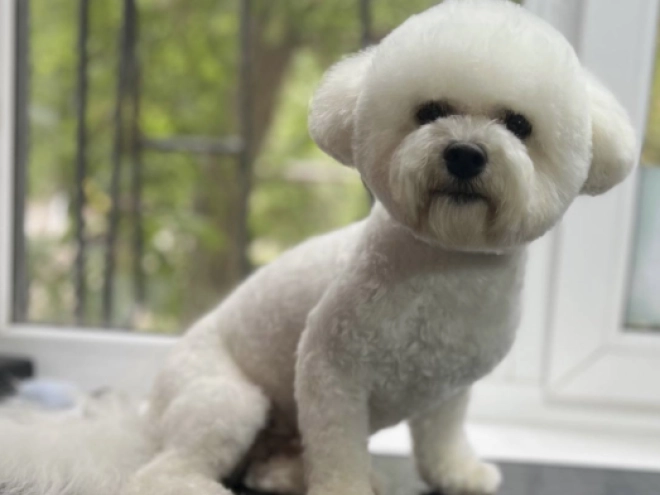 Perros Maltipoo en venta