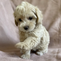 Nixie, brown Maltipoo Welpen kaufen
