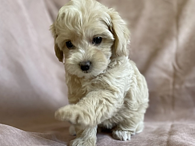 Perros Maltipoo en venta
