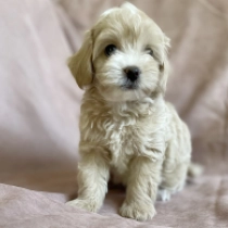 Nixie, brown Maltipoo en venta
