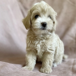 Perros Maltipoo en venta