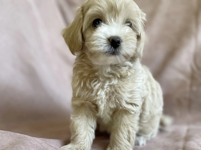 Perros Maltipoo en venta