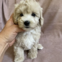 Liko, brown Maltipoo Welpen kaufen