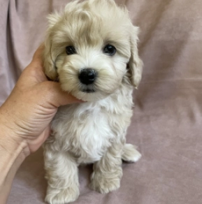 Perros Maltipoo en venta