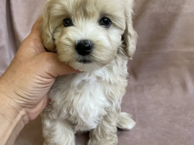 Maltipoo Welpe kaufen