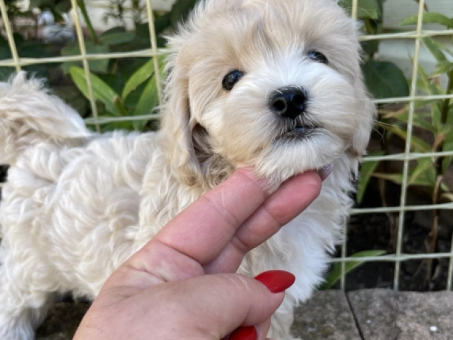 Maltipoo Welpe kaufen