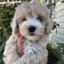 Liko, brown Maltipoo en venta