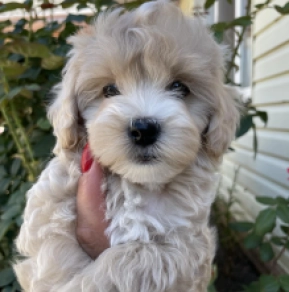 Maltipoo Welpe kaufen