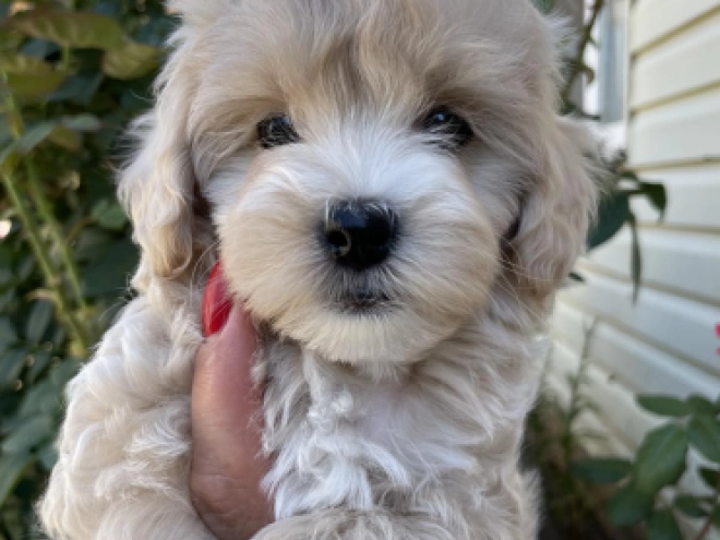 Maltipoo Welpe kaufen