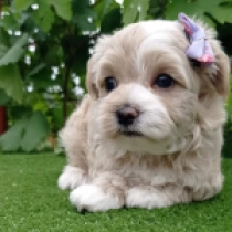 Zoya, fawn Maltipoo Welpen kaufen