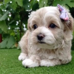 Maltipoo Welpe kaufen