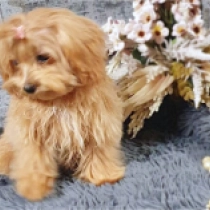 Illy, golden Maltipoo for sale