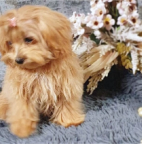 Maltipoo Welpe kaufen