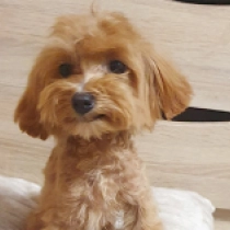Dream, golden Maltipoo for sale
