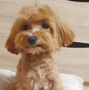 Maltipoo Welpe kaufen