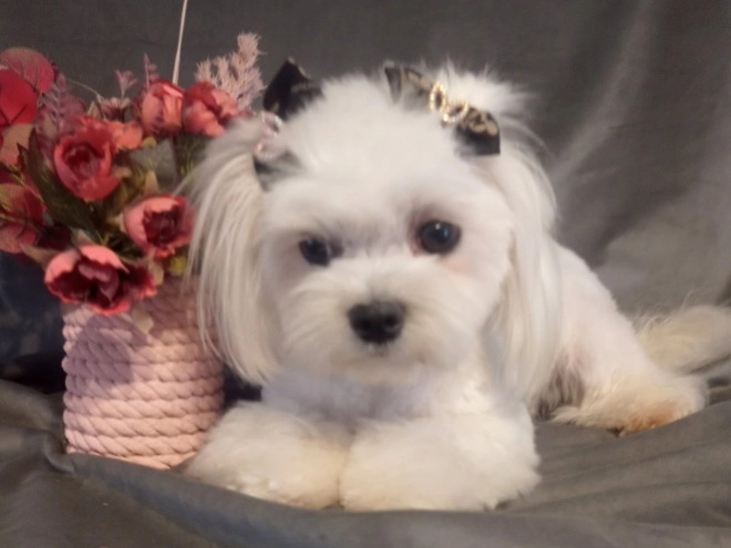 Maltipoo puppy for sale