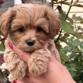 Maltipoo puppy for sale