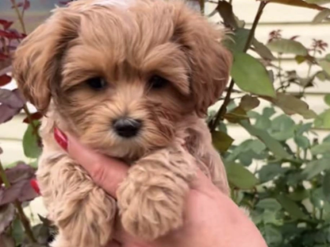 Maltipoo puppy for sale