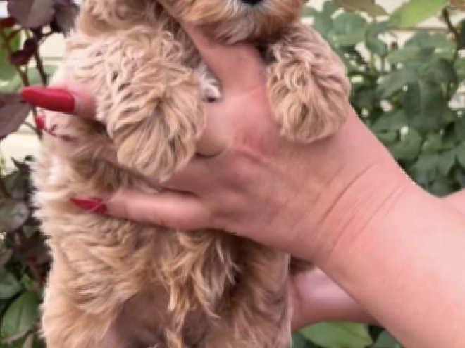 Maltipoo puppy for sale