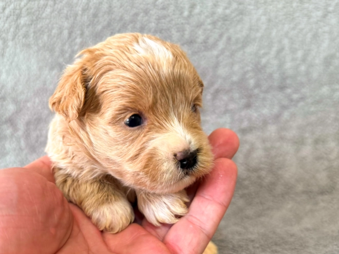 Maltipoo Welpe zu verkaufen