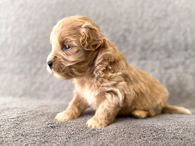Maltipoo Welpe zu verkaufen